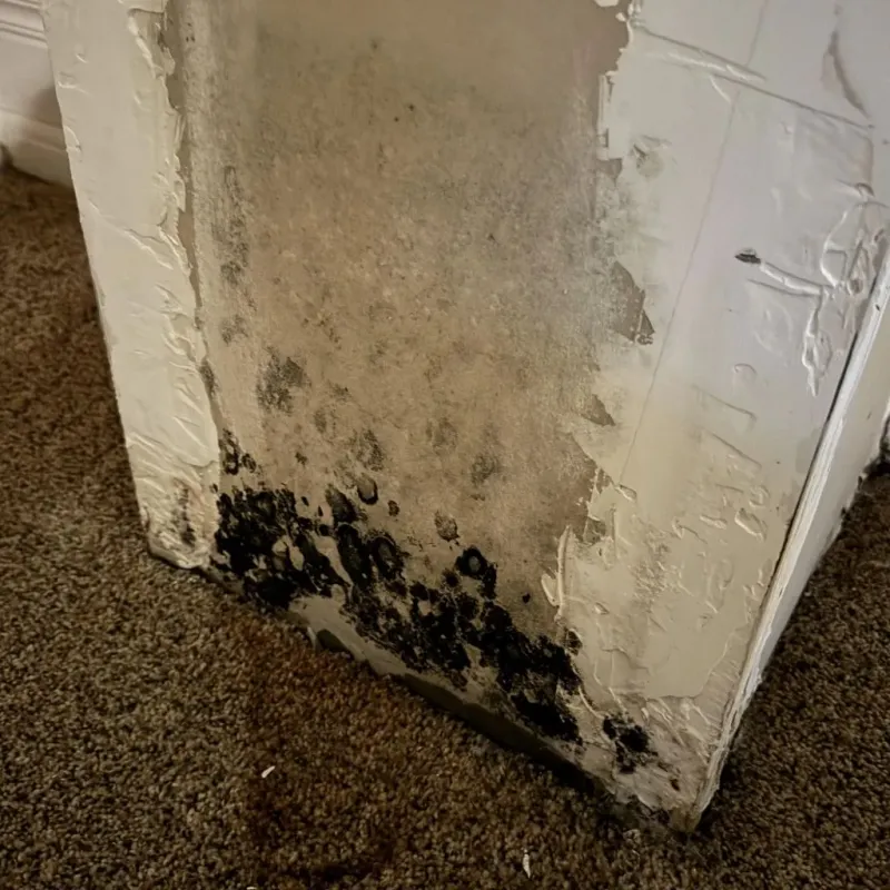 Professional Mold Removal in Carlisle, MA